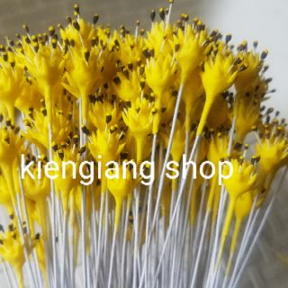 Nhụy hoa sao nhái(10sp)