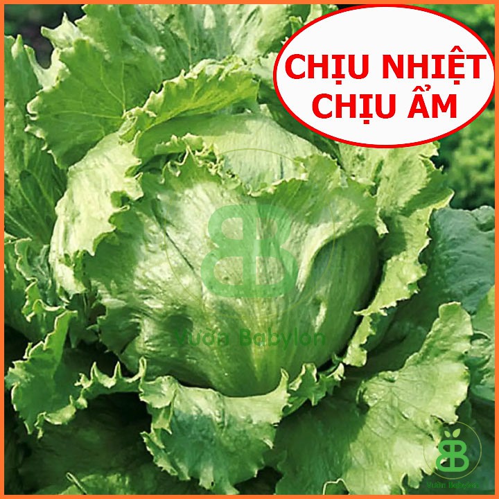 Hạt Giống Xà Lách Búp Minetto 2Gr Chịu Nhiệt Tốt