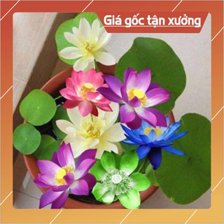 Sen mini Nhật CAM KẾT NẢY >90% - KO CÓ HẠT NỔI - 8 màu Hạt giống