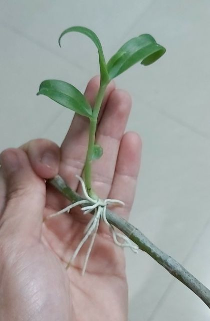 Kei giống lan long tu