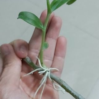 Kei giống lan long tu