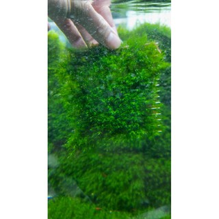 Rêu thủy sinh Us Fiss