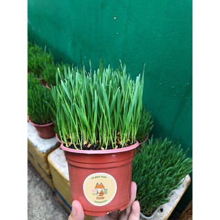 [ Giao Now, Grab ] Cỏ mèo tươi trồng sẵn
