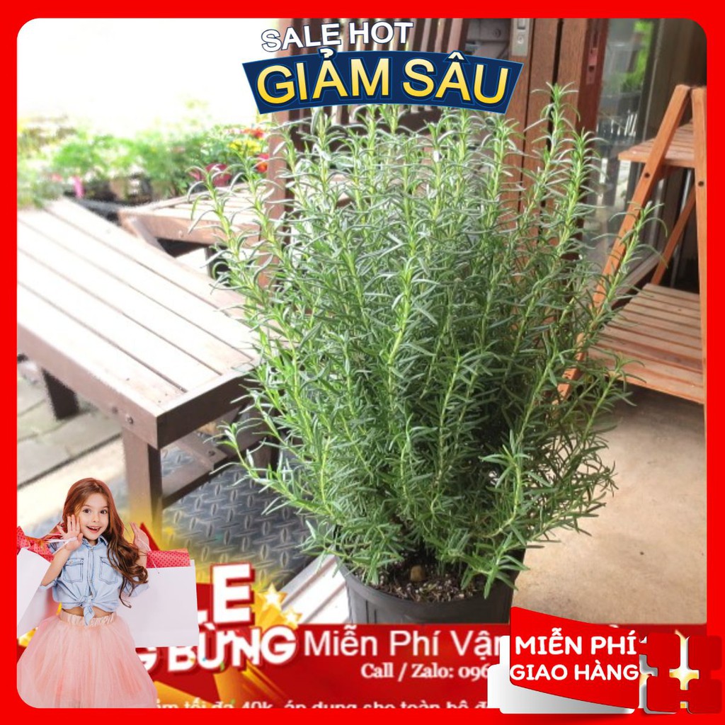 Hạt Giống Hương Thảo - 20 Hạt / Gói