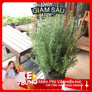 Hạt Giống Hương Thảo - 20 Hạt / Gói