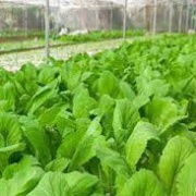 Hạt Giống Rau Cải Mơ Hoàng Mai (tặng kèm phân)