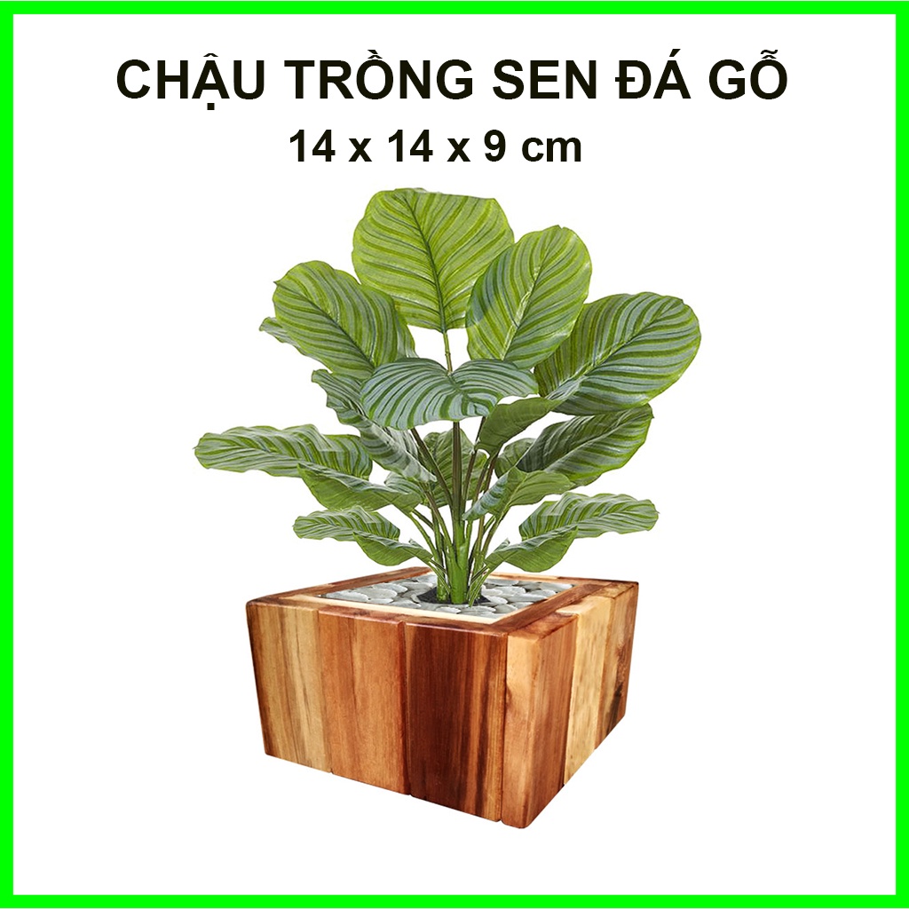 Chậu trồng sen đá gỗ, bonsai 14x14x9cm Greenhouse - Ngôi Nhà Xanh
