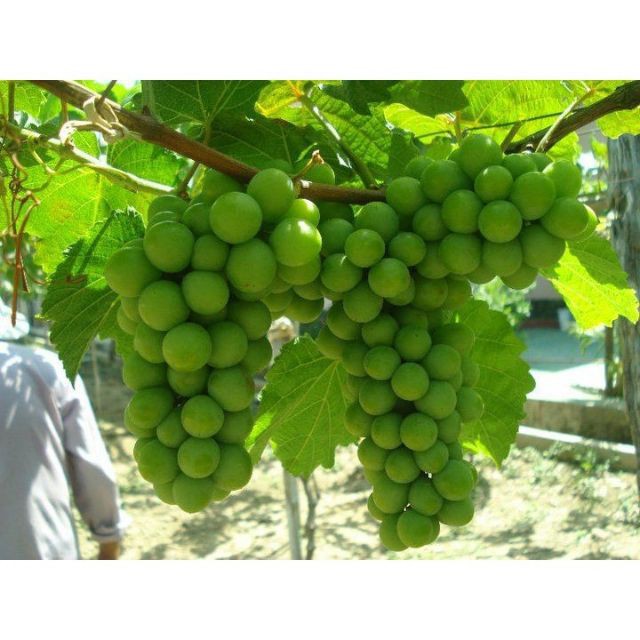 Hạt giống nho xanh leo giàn 10 hạt luckyseed hạt siêu rẻ