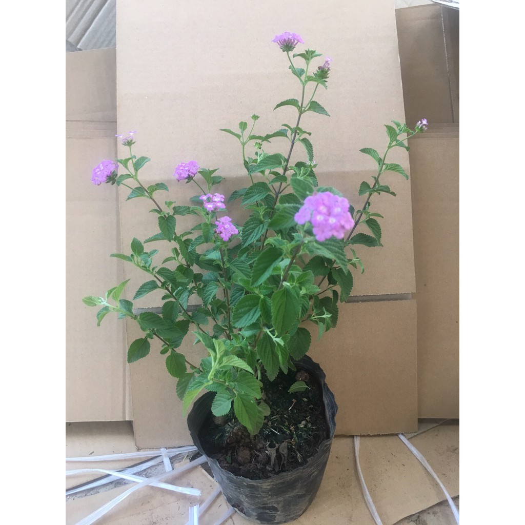 hoa ngũ sắc tím rủ trưởng thành cây cao 20-30cm đã có hoa trang trí ban công, cổng, hàng rào