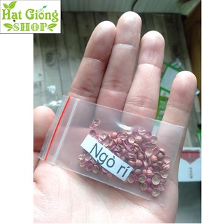 Hạt giống Ngò Rí,Rau Mùi ( gói 100 hạt)