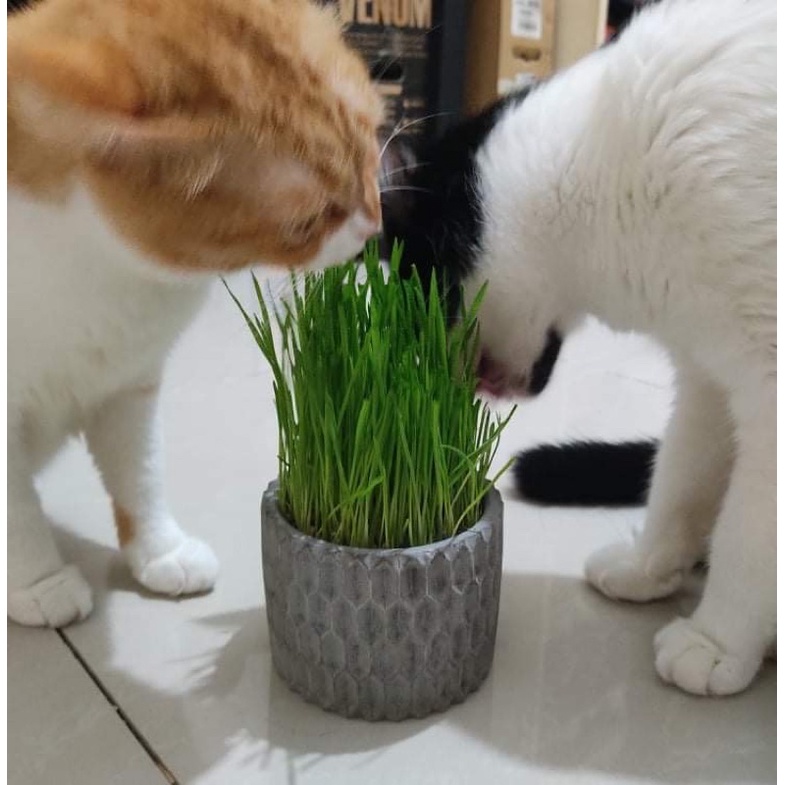 Cỏ mèo tươi trồng sẵn - Cỏ lúa mạch hỗ trợ tiêu hoá cho mèo - Tạp Hoá Mari - [ HCM - Hoả Tốc ]