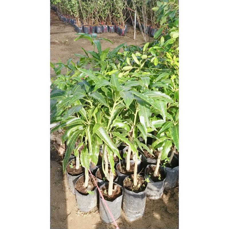 CÂY XOÀI TỨ QUÝ CHO QUẢ SỚM