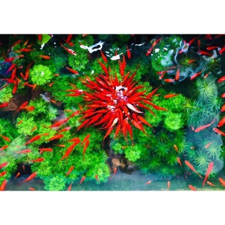 Cây thủy sinh tiểu bảo tháp, cây thủy sinh cắt cắm dễ trồng dễ sống không cần nhiều c02 - cây thủy sinh trang trí bể cá