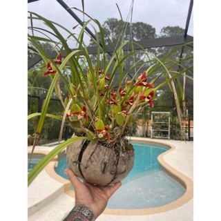 Hoa lan tóc tiên hương dừa lan sỉ 25k