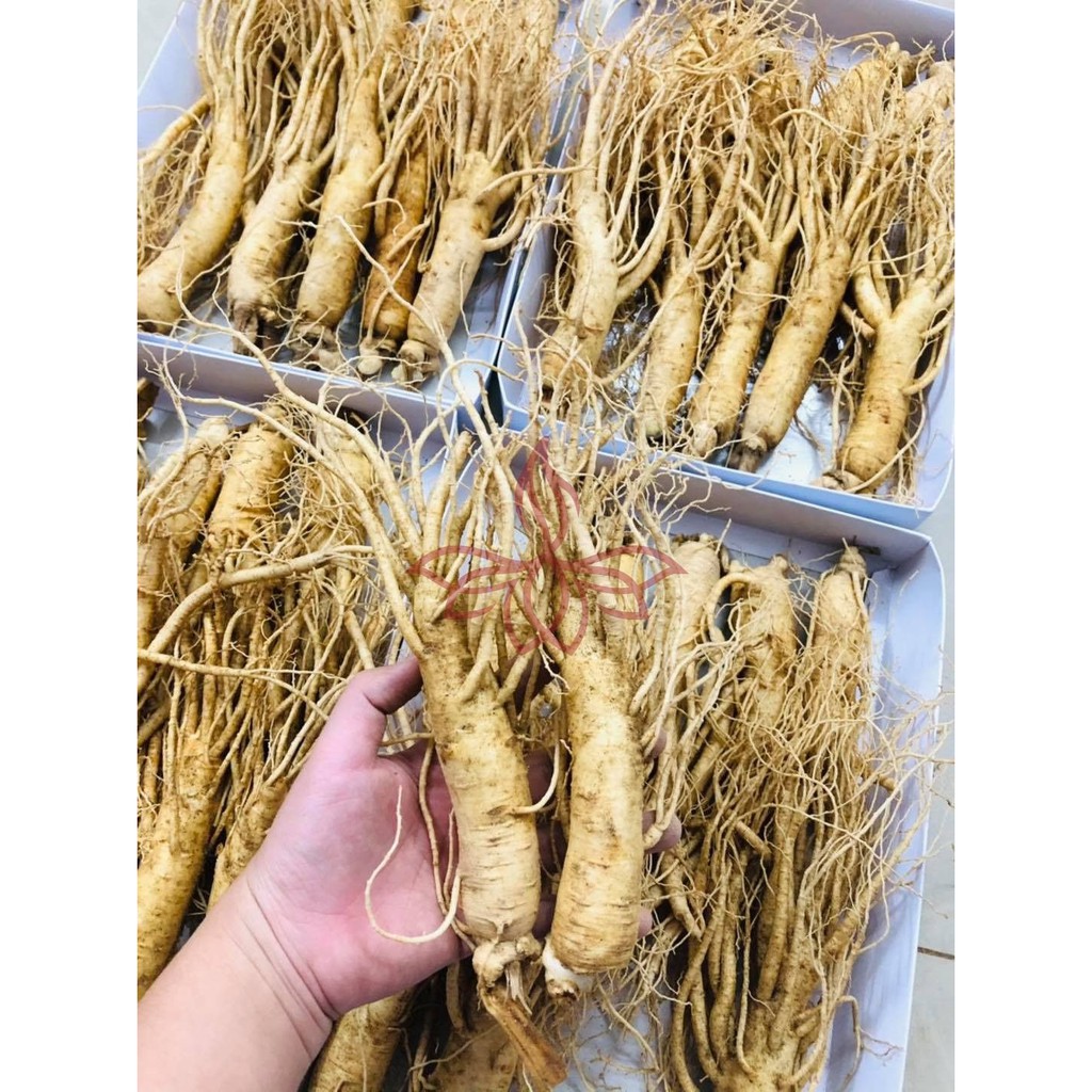 Nhân sâm tươi củ to 185k/củ loại 10 củ/kg