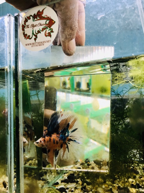Kính cho cá Betta kè . Giúp cho cá betta không bị xếp đuôi