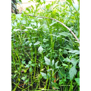 Rau cần nước giống (40 nhánh giống)