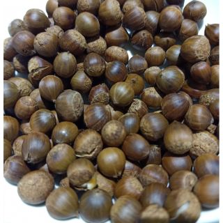 1KG HẠT DẺ RỪNG