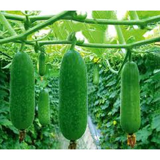 200 HẠT GIỐNG QUẢ BÍ ĐAO CHANH