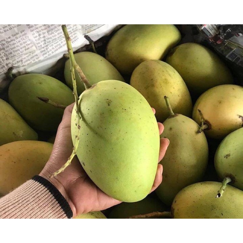 Xoài Cát Chu Cao Lãnh Đồng Tháp