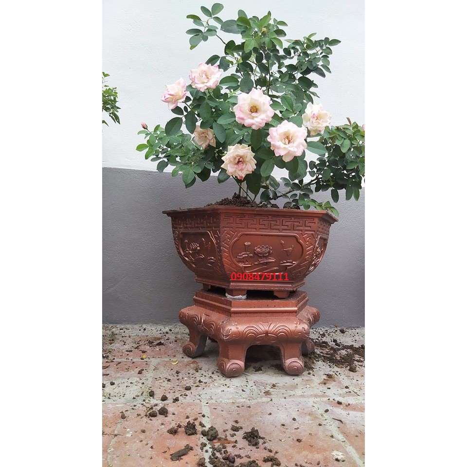 Khuôn chân đôn quỳ dùng cho Lục Giác 50 - 55 thân bầu.Khuôn nhựa ABS