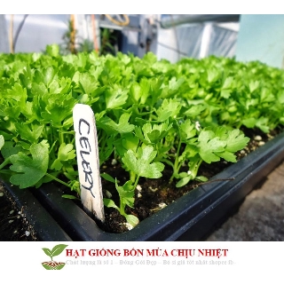 GÓI HẠT GIỐNG CẦN TÂY DỄ NAY MẦM HẠT MỚI NHẤT