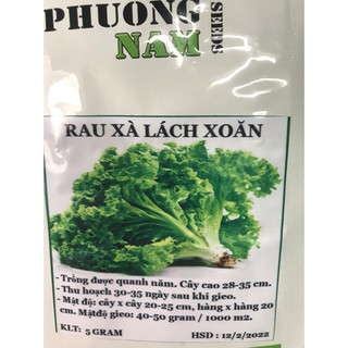 10 Gram Hạt giống rau Xà lách xoăn- Giòn ngọt, nguyên liệu khời đầu cho món salad rau trộn ngon, an toàn