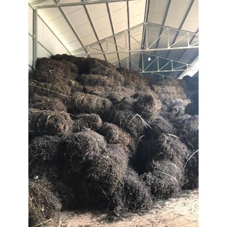 Cây thạch đen Cao Bằng ( Trọng lượng 2kg)