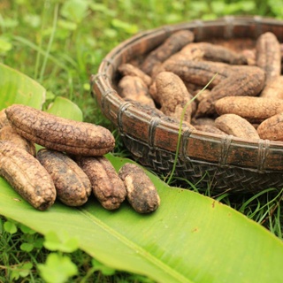 Chuối Hột rừng khô nguyên quả Tây Bắc