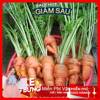 Hạt giống cà rốt f1 -100 hạt / gói