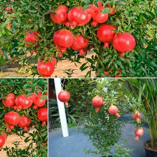 Hạt Giống Lựu Lùn - 5 Hạt / Gói