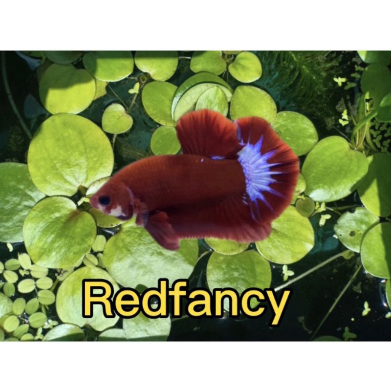 Cây bèo red fancy x