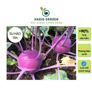 Hạt giống su hào tím Rado 684 chính hãng Rạng Đông trồng quanh năm, hạt giống rau củ quả HAGIO