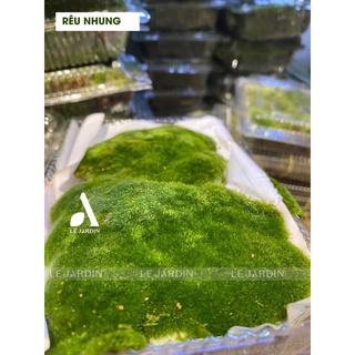 Rêu Nhung - trang trí chậu bonsai và tiểu cảnh -  set bình terrarium, gắn lũa, đá hồ bán cạn
