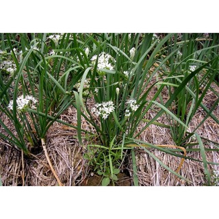 HẠT HẸ ĂN BÔNG - GÓI 1 GRAM
