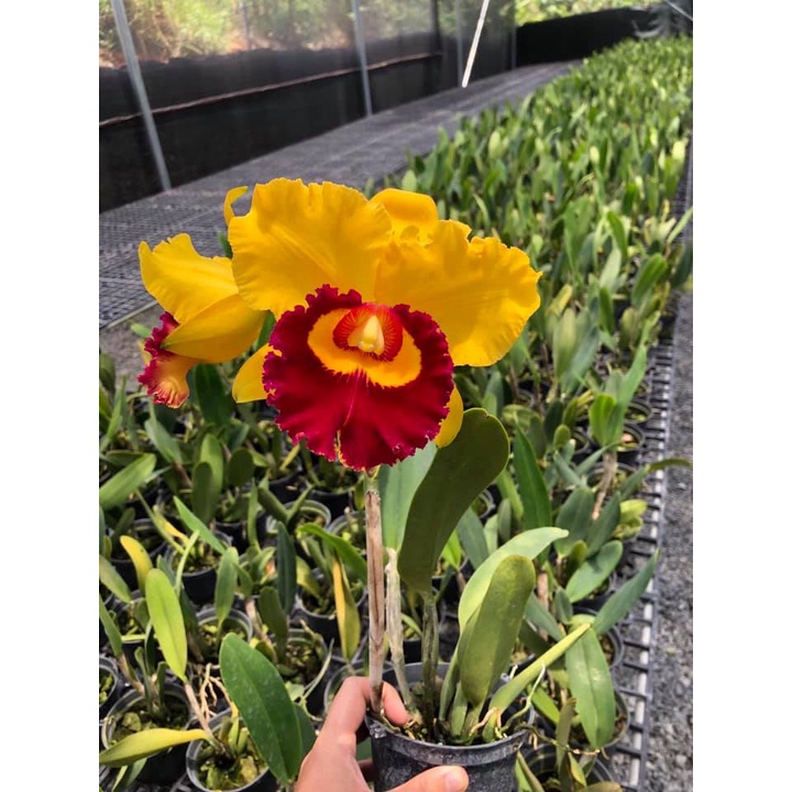 Hoa Lan Cattleya- KIM THÁI BÌNH- chậu trưởng thành