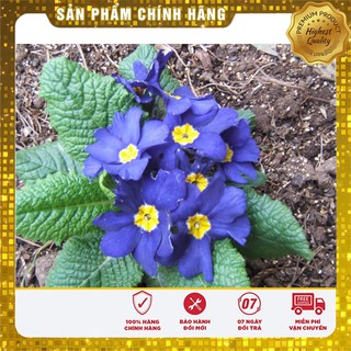 Bộ gói hạt giống Báo xuân