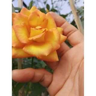 Hồng Vàng Nghệ (sa đéc)