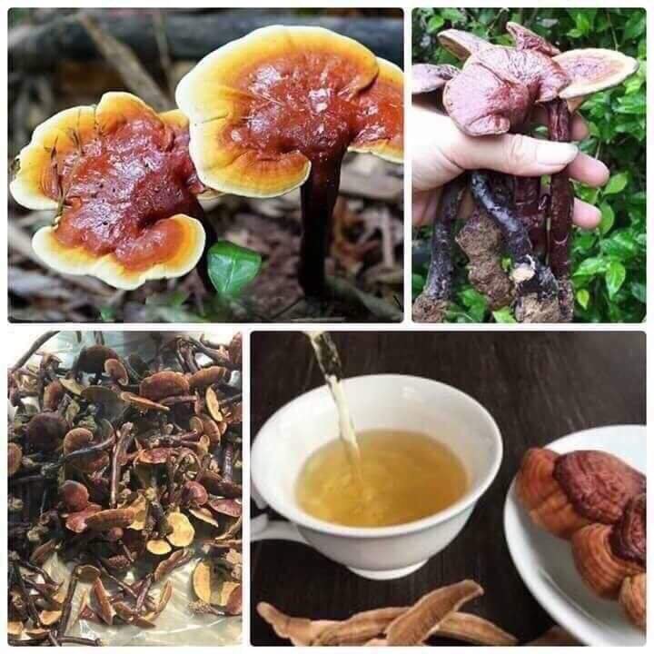 💥 NẤM LIM XANH ( Gói 100g )