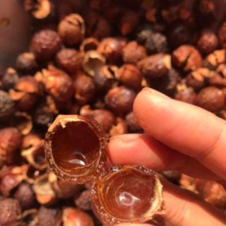 Quả bồ hòn