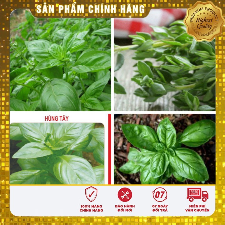 Hạt giống Rau Húng tây ( gia vị ngon TỐT Gói 1 gram )