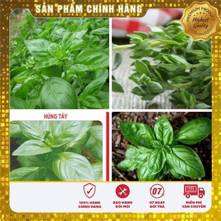 Hạt giống Rau Húng tây ( gia vị ngon TỐT Gói 1 gram )