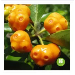 Cây mặt quỷ Cao Bằng (gói 1kg) - NDX039