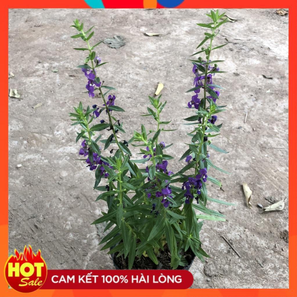 Cây hoa ngọc hân (violet nhật) cao 20cm hoa nở đẹp dễ trồng và chăm sóc lá xanh mướ.