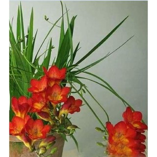 Củ giống hoa lan nam phi hoa màu đỏ ( 1 củ kèm viên nén xơ dừa ươm củ ) - STHG2