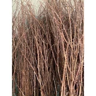 CÀNH TUYẾT MAI KHÔ