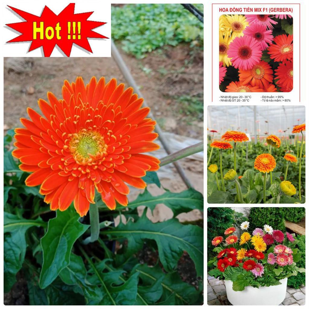 Gói 100 Hạt Giống Hoa Đồng Tiền Kép Lùn - Mix (Gerbera)