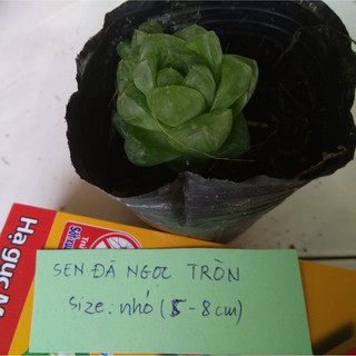 Sen đá ngọc tròn - size nhỏ (5-8cm)