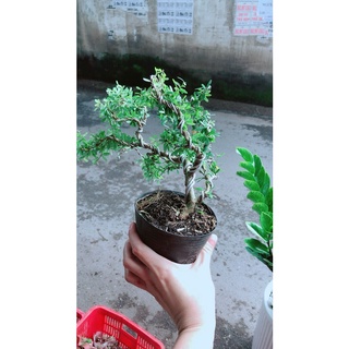 Cây linh sam hoa tím bonsai