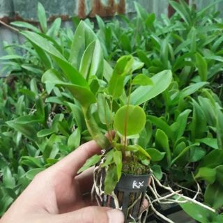 9 loại denro nắng